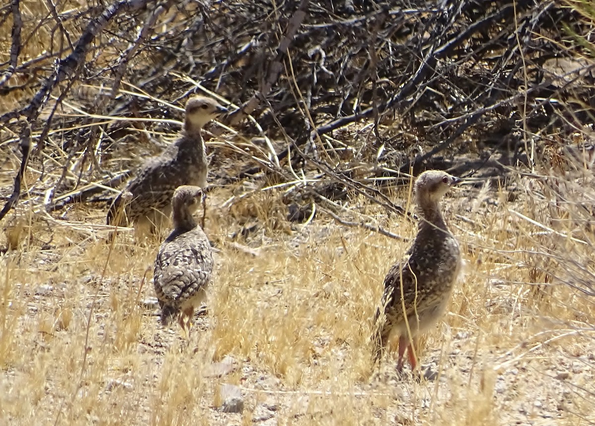Chukar - ML639068719