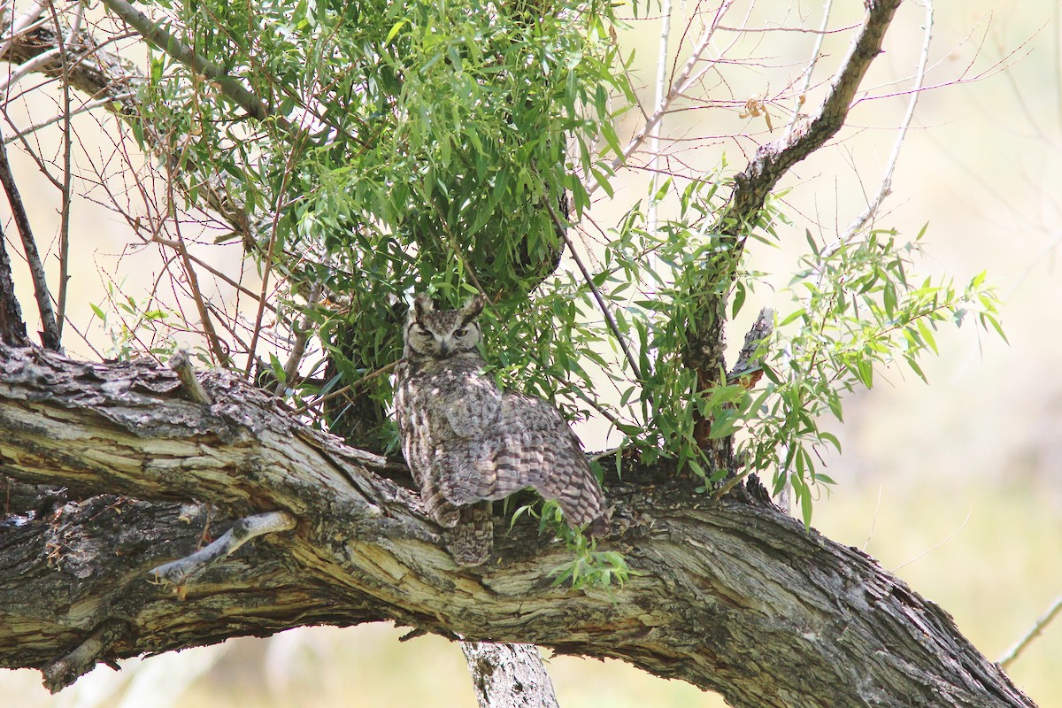Great Horned Owl - ML639068736