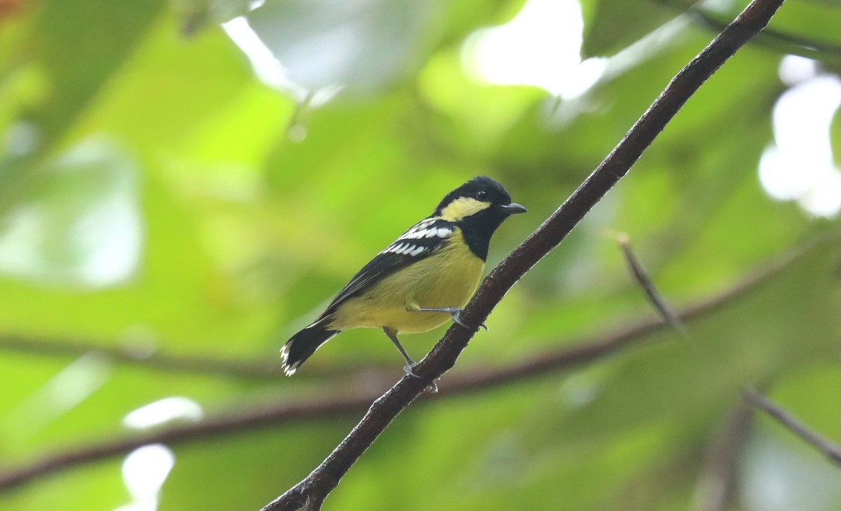 Elegant Tit - ML639068737