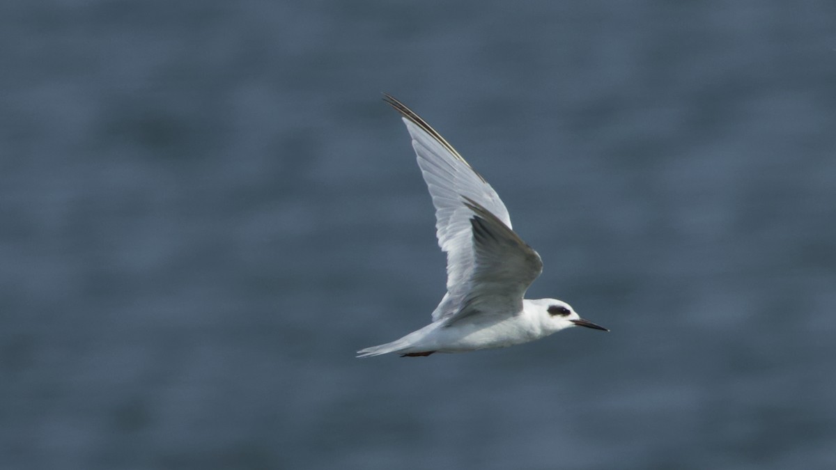 Forster's Tern - ML639068738