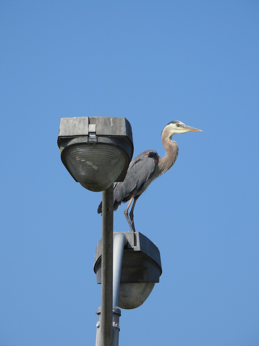 Great Blue Heron - ML639068769