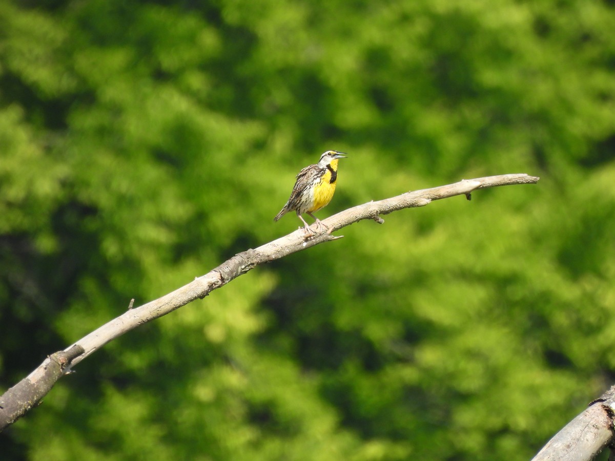 Eastern Meadowlark - ML639068772