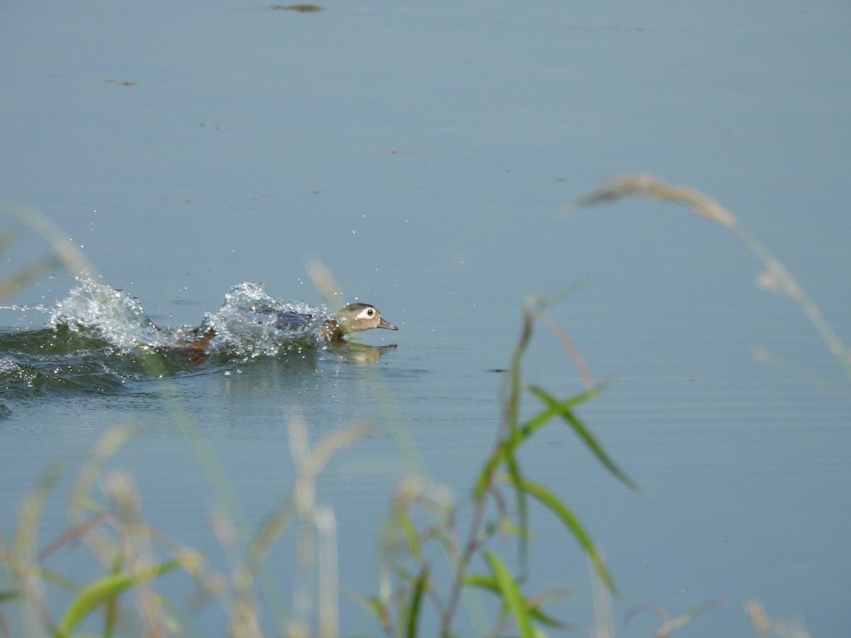 Wood Duck - ML639068780
