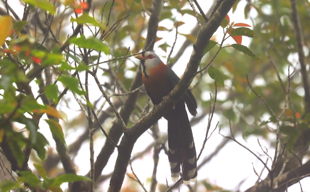 Scale-feathered Malkoha - ML639068796