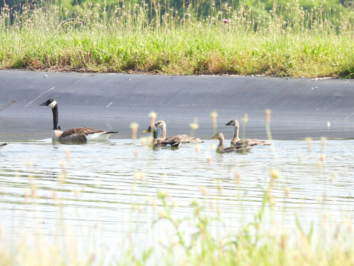 Canada Goose - ML639068799