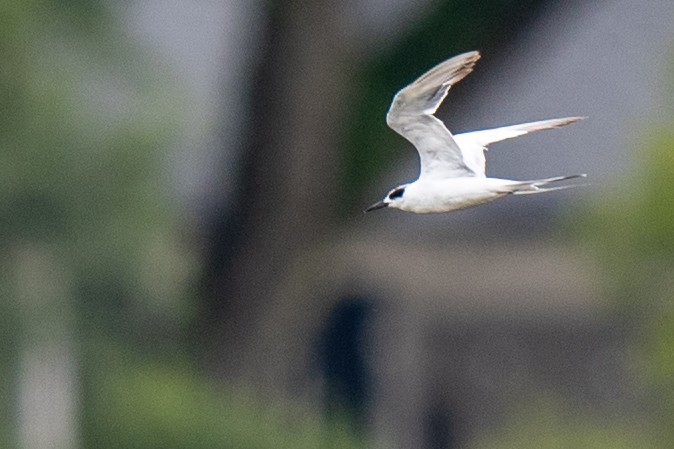 Forster's Tern - ML639068874