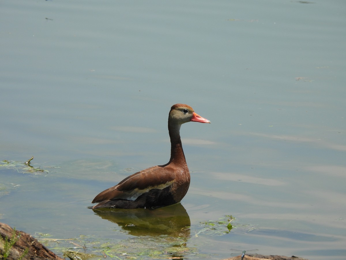 Black-bellied Whistling-Duck - ML639068944