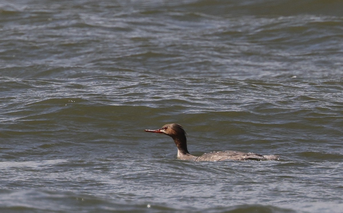 Red-breasted Merganser - ML639068957
