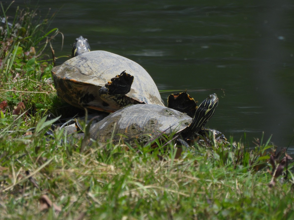 Pond Slider - ML639068965