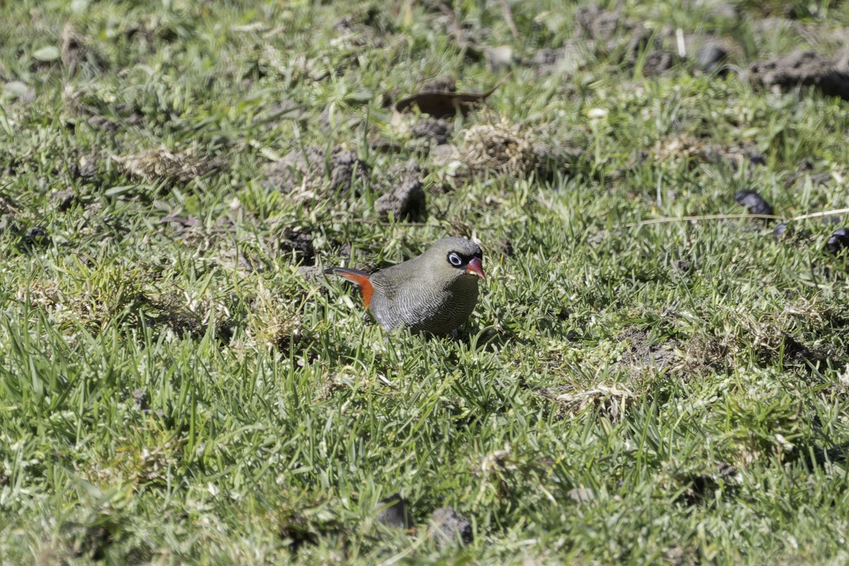 Beautiful Firetail - ML639068975