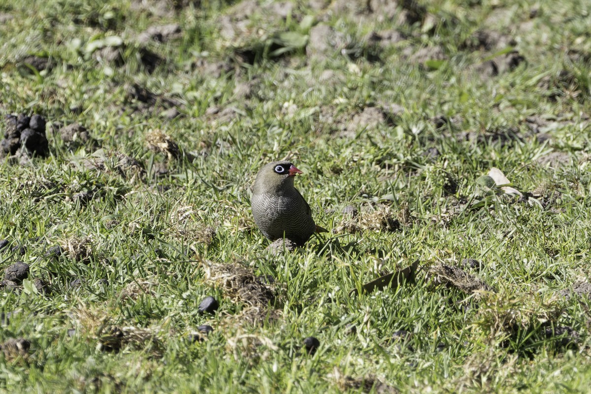 Beautiful Firetail - ML639068976