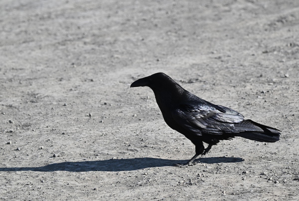 Common Raven - ML639068980