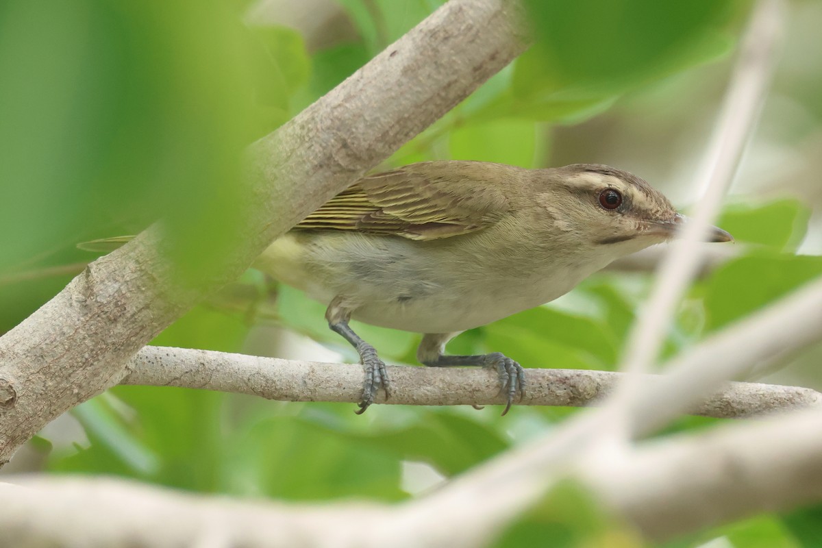 Black-whiskered Vireo - ML639068992