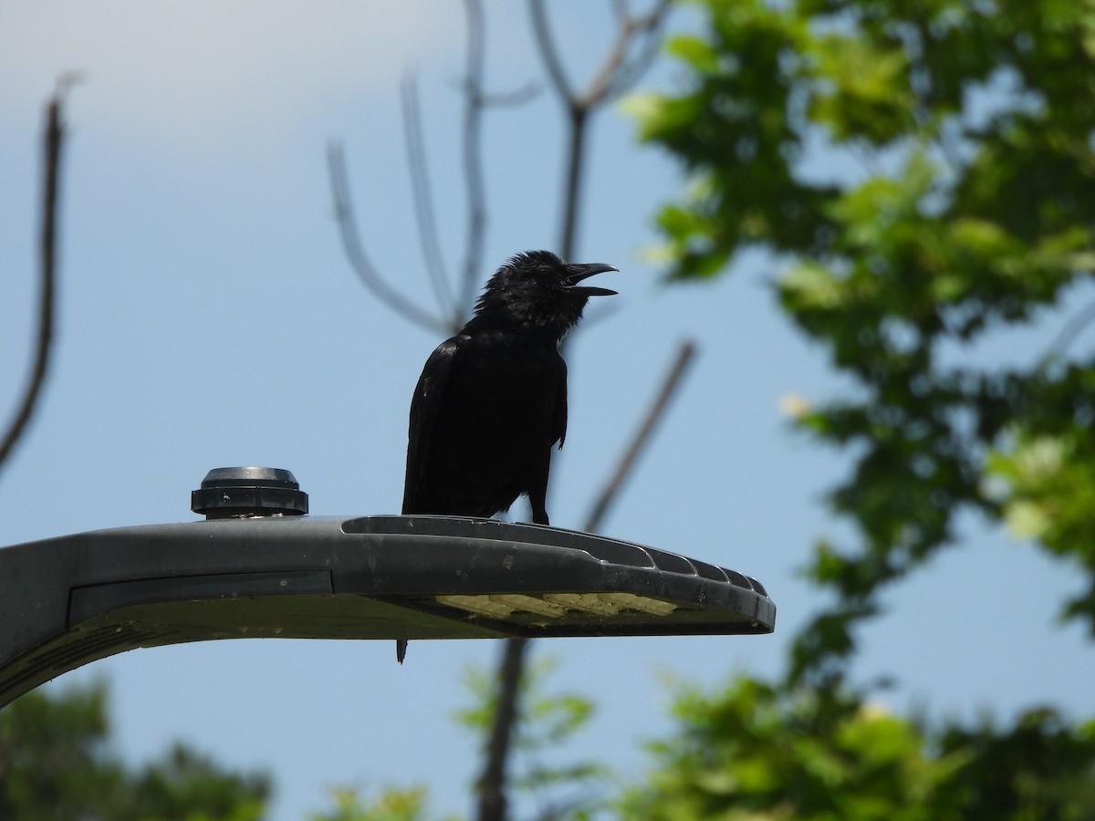 Fish Crow - ML639069043