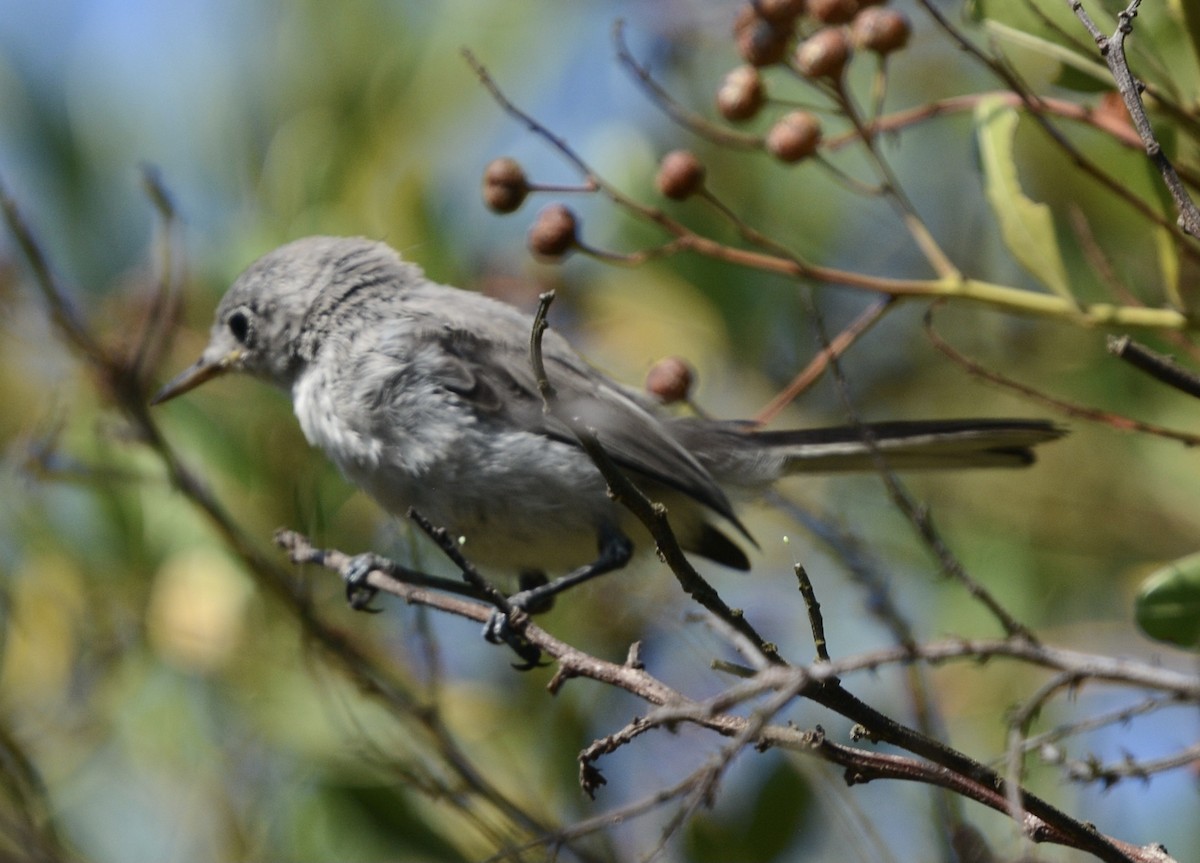 Blue-gray Gnatcatcher - ML639069124