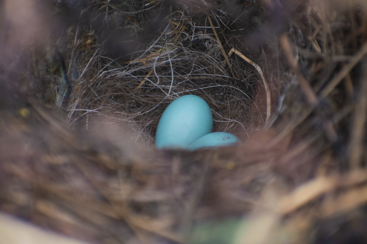 Robin Accentor - ML639069144