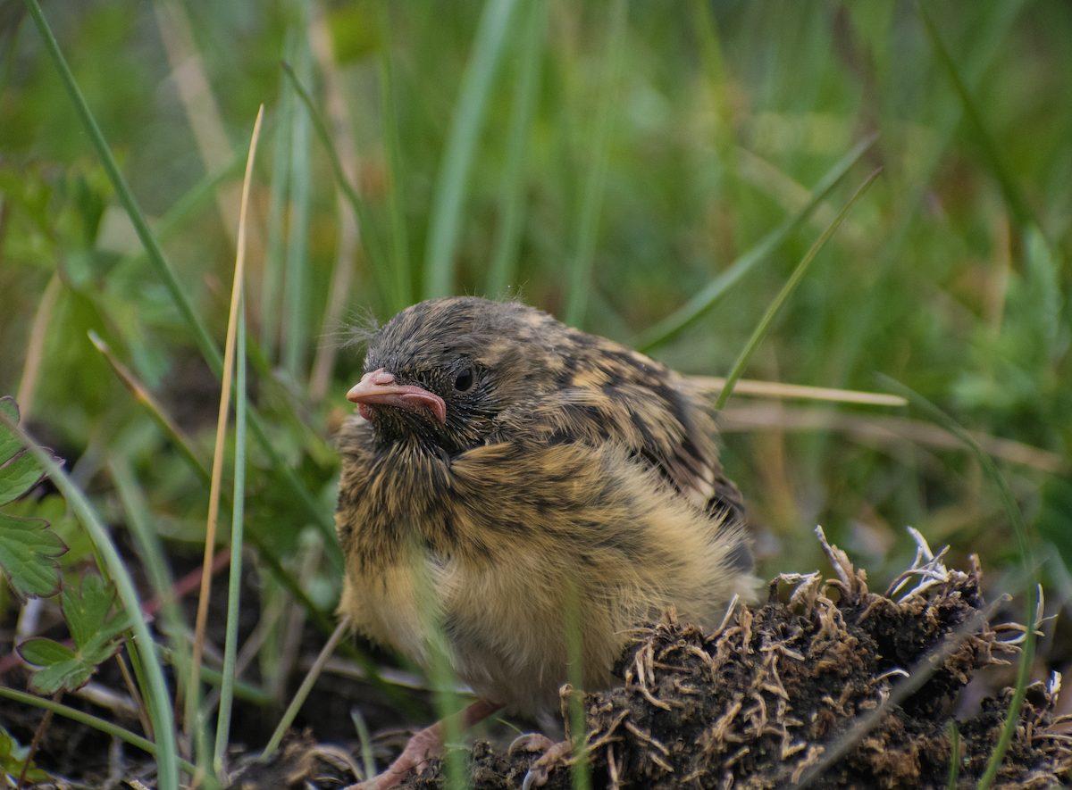 Robin Accentor - ML639069147