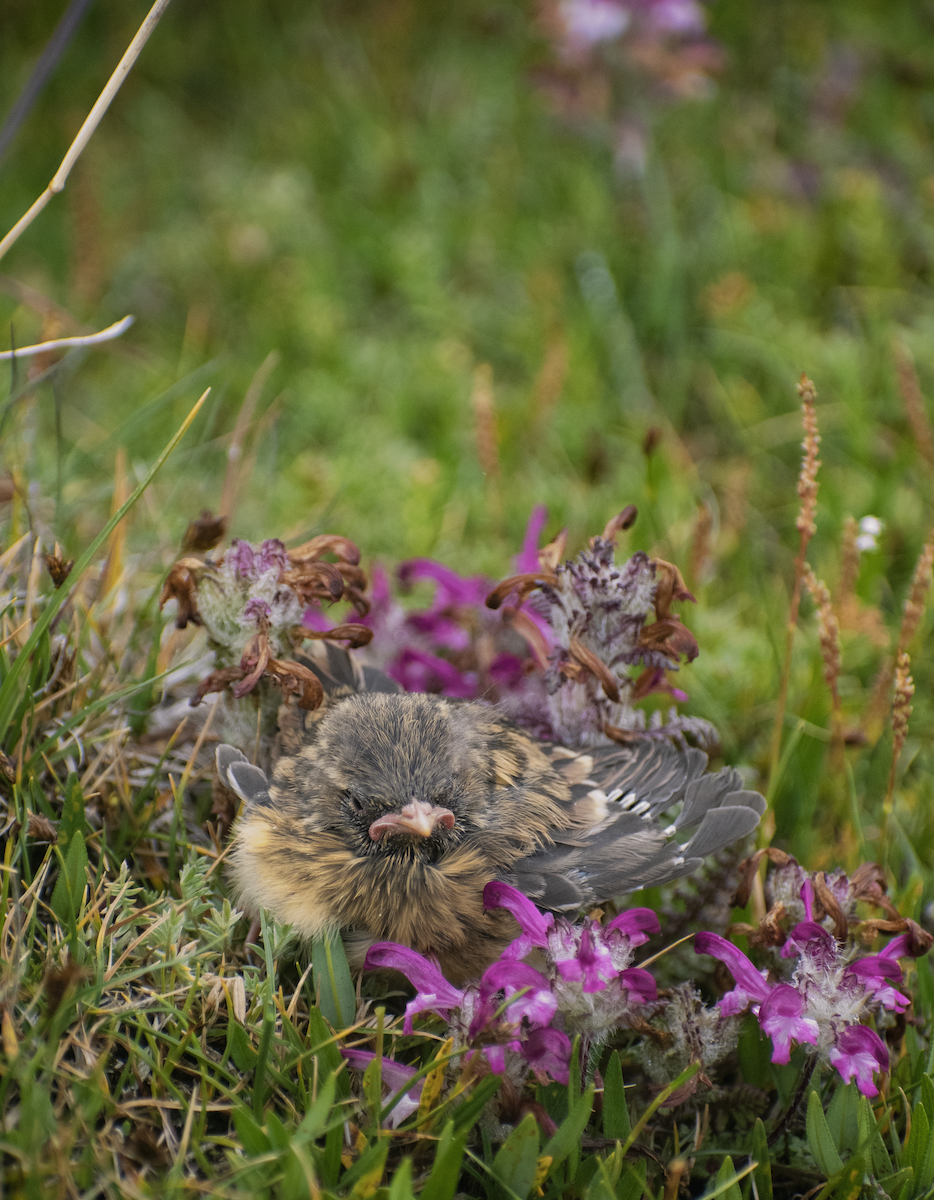 Robin Accentor - ML639069148