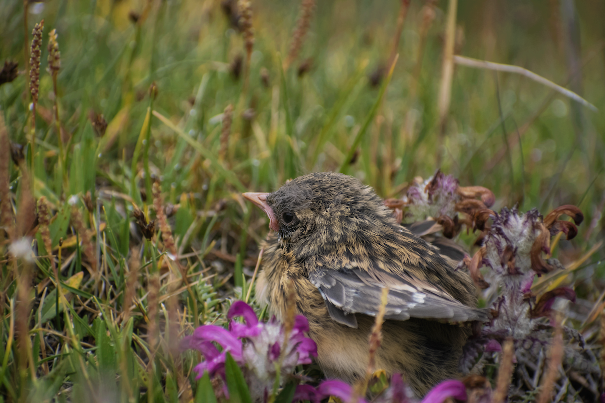 Robin Accentor - ML639069149
