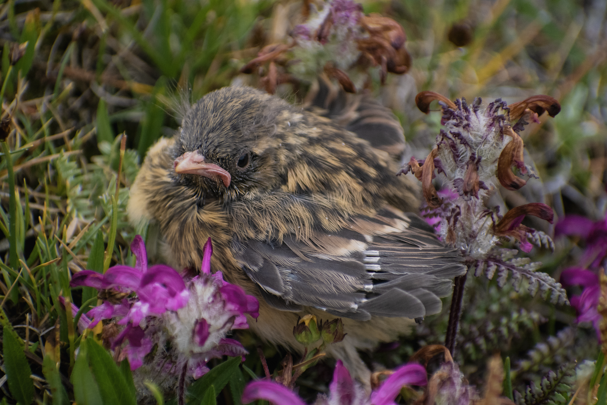 Robin Accentor - ML639069150