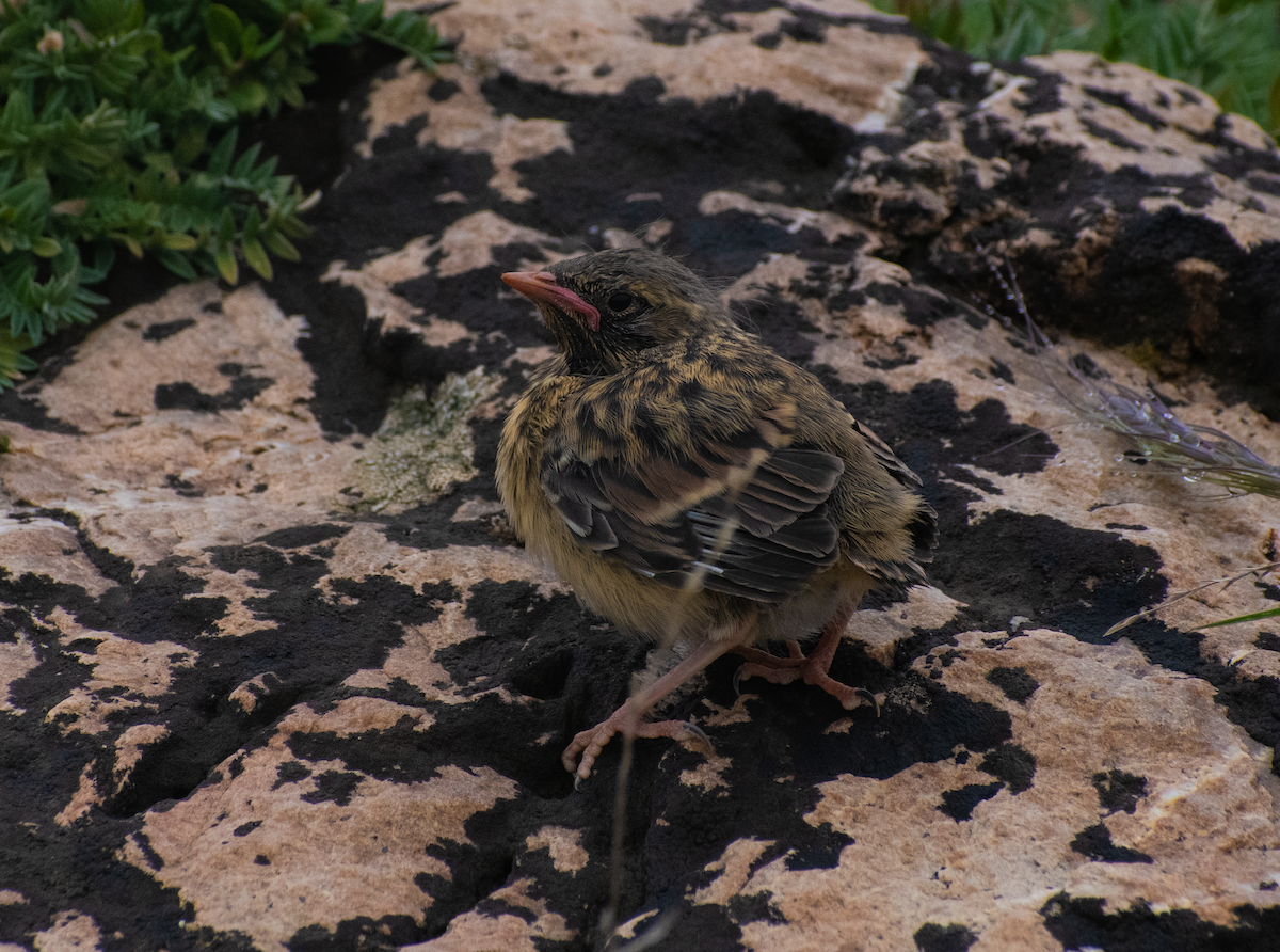 Robin Accentor - ML639069151