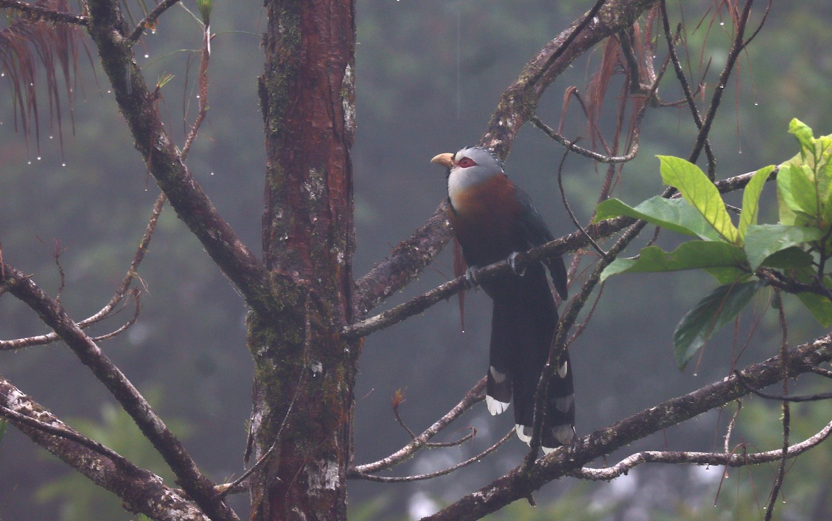 Scale-feathered Malkoha - ML639069189