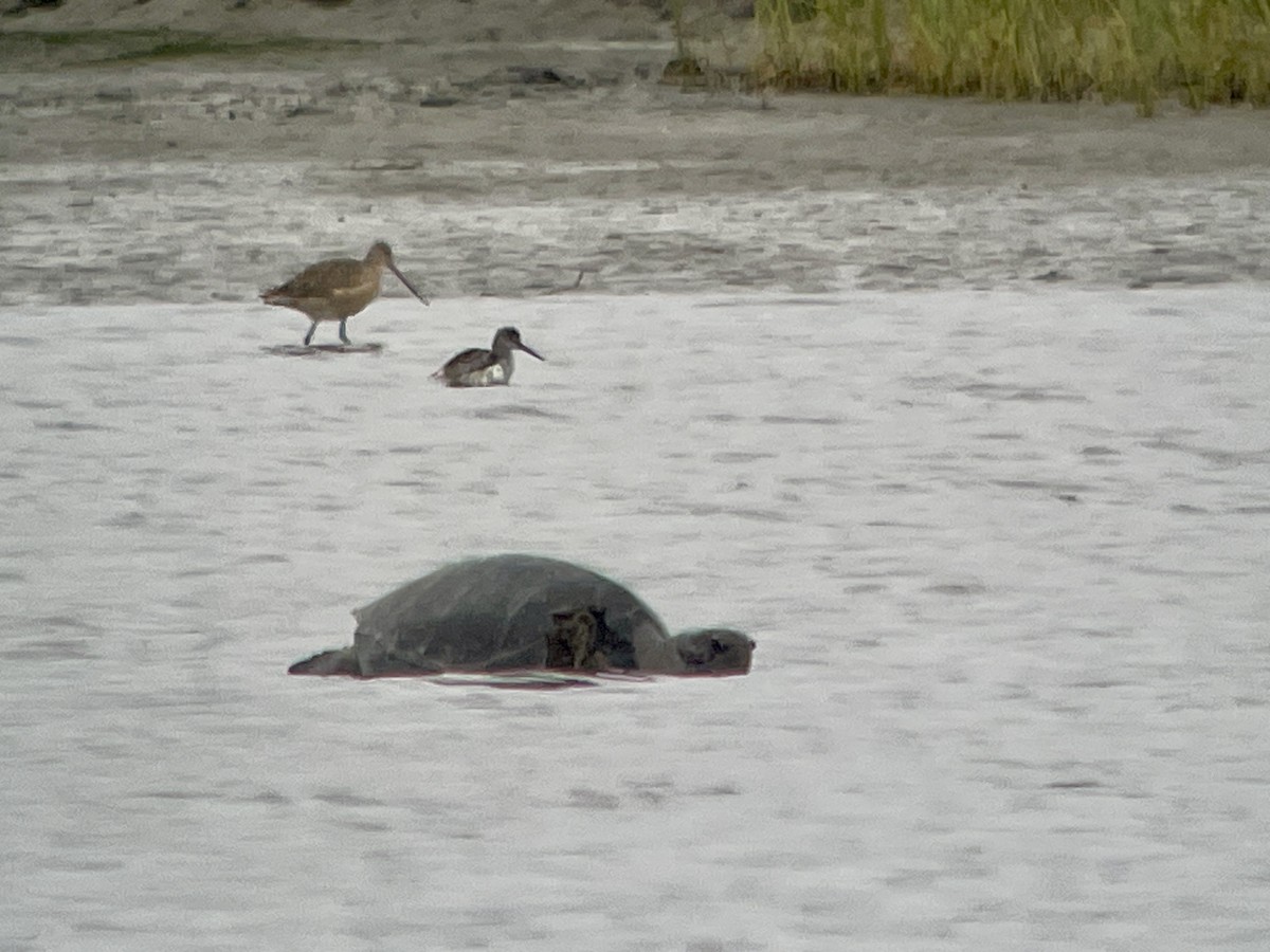 Animals - ML639069204