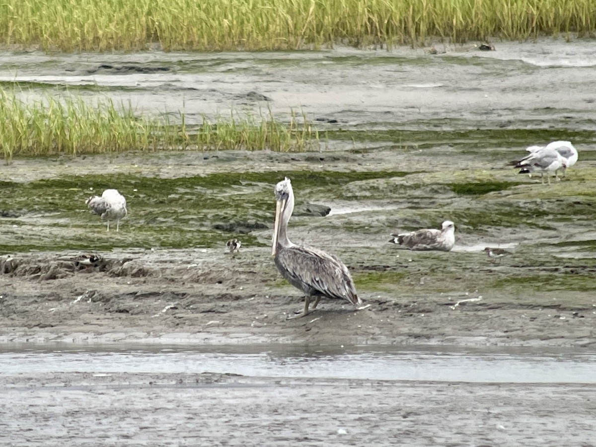 Ruddy Turnstone - ML639069218