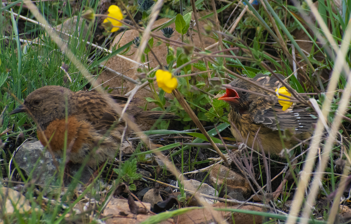 Robin Accentor - ML639069227