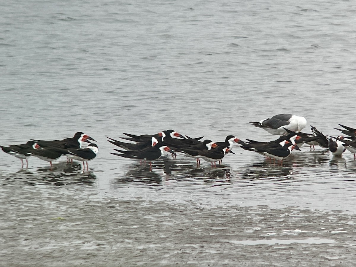 Black Skimmer - ML639069239