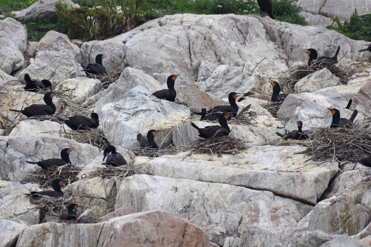 Cormoran à aigrettes - ML639069240
