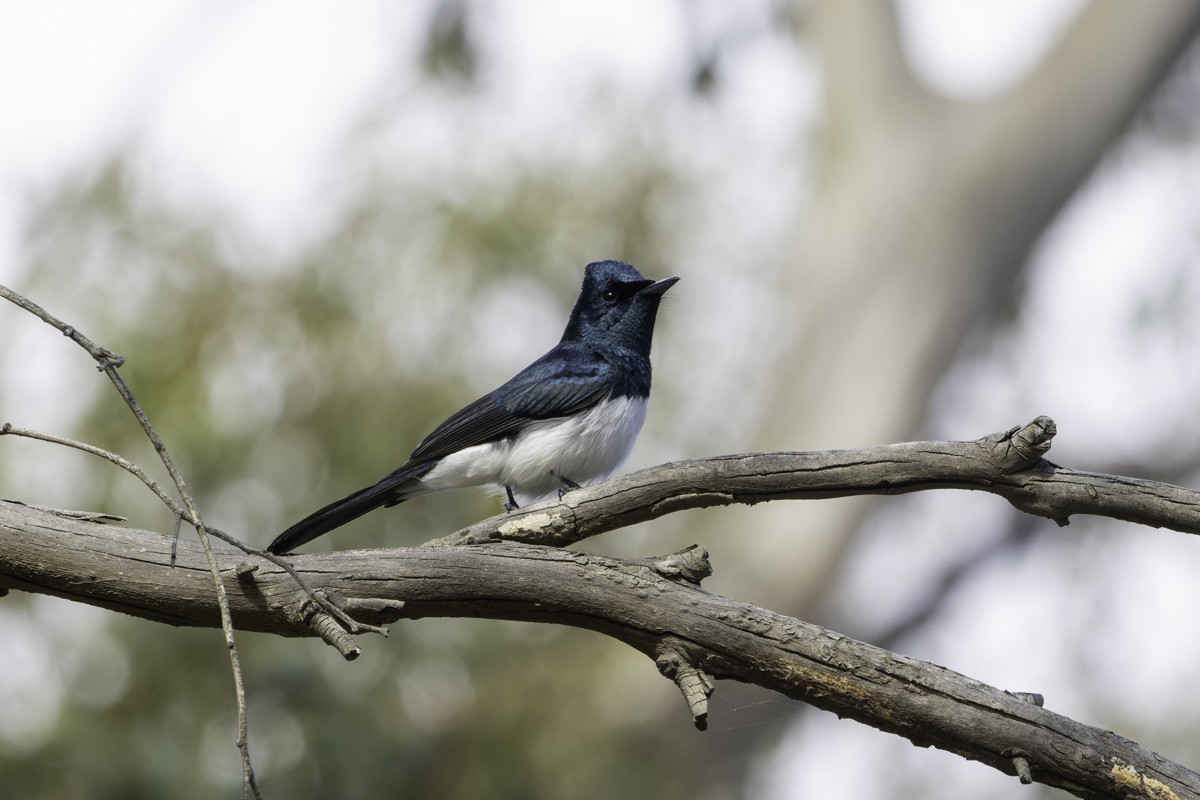 Satin Flycatcher - ML639069241