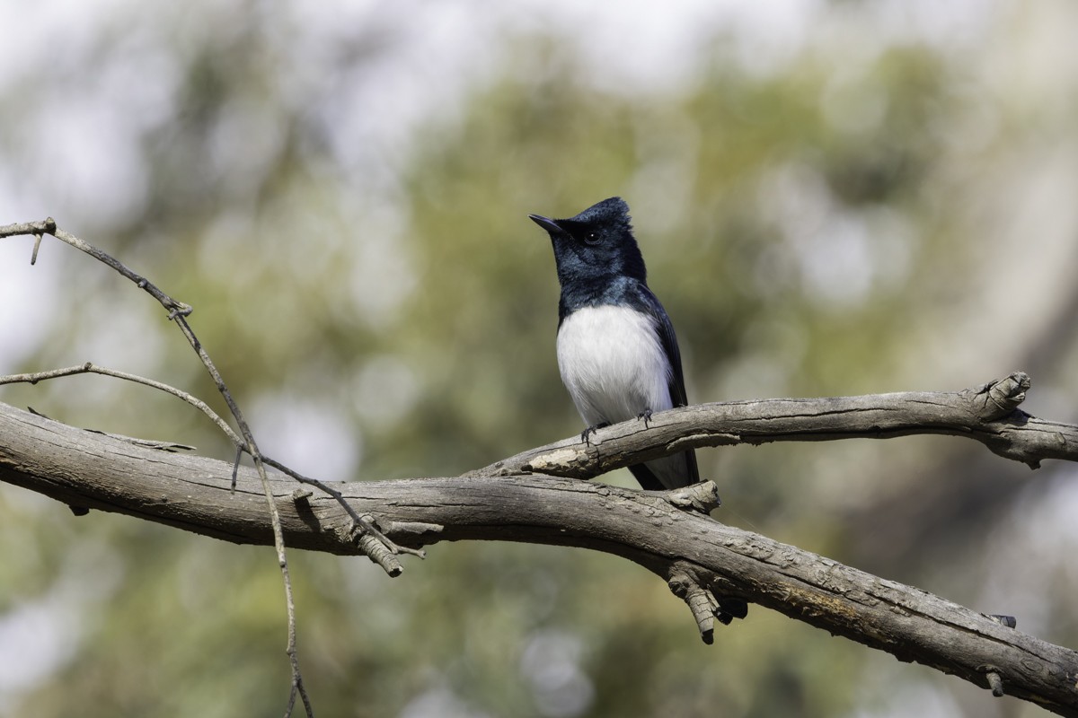 Satin Flycatcher - ML639069242