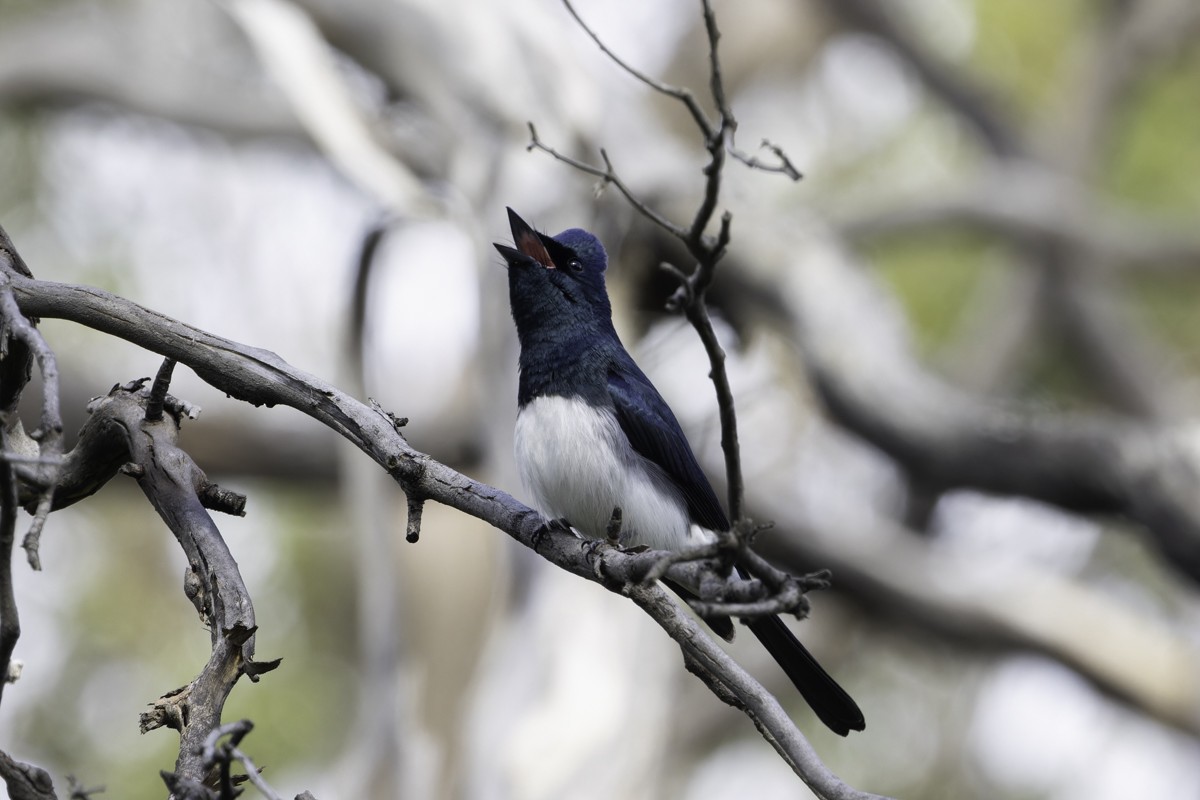 Satin Flycatcher - ML639069243