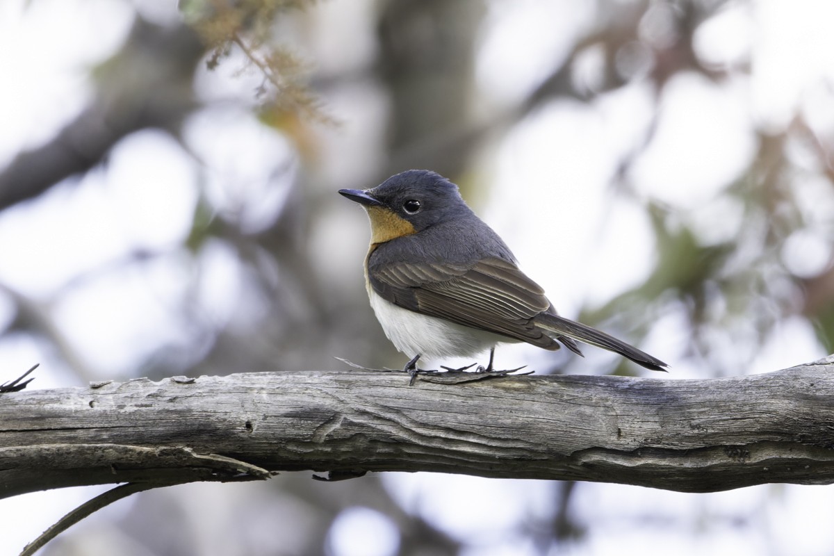 Satin Flycatcher - ML639069244