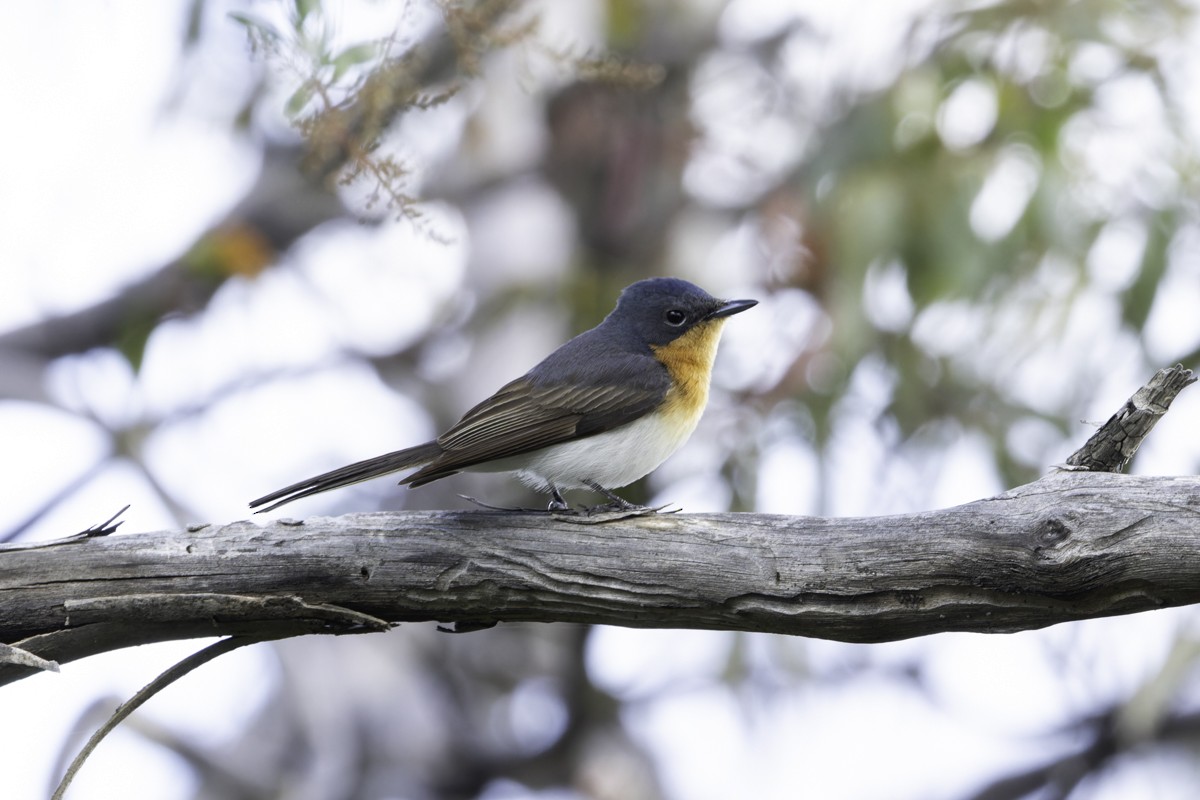 Satin Flycatcher - ML639069245