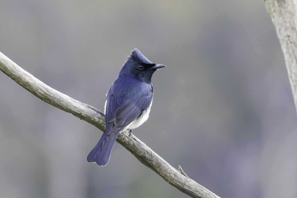 Satin Flycatcher - ML639069246
