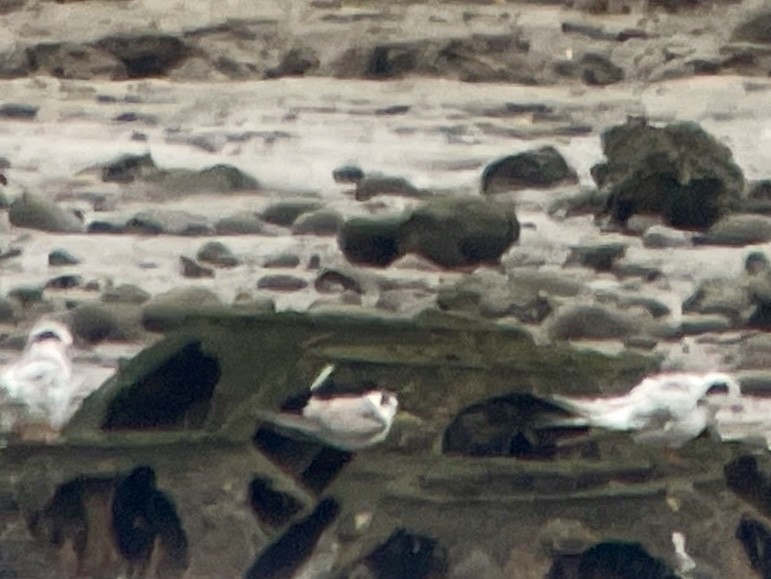 White-winged Tern - ML639069250