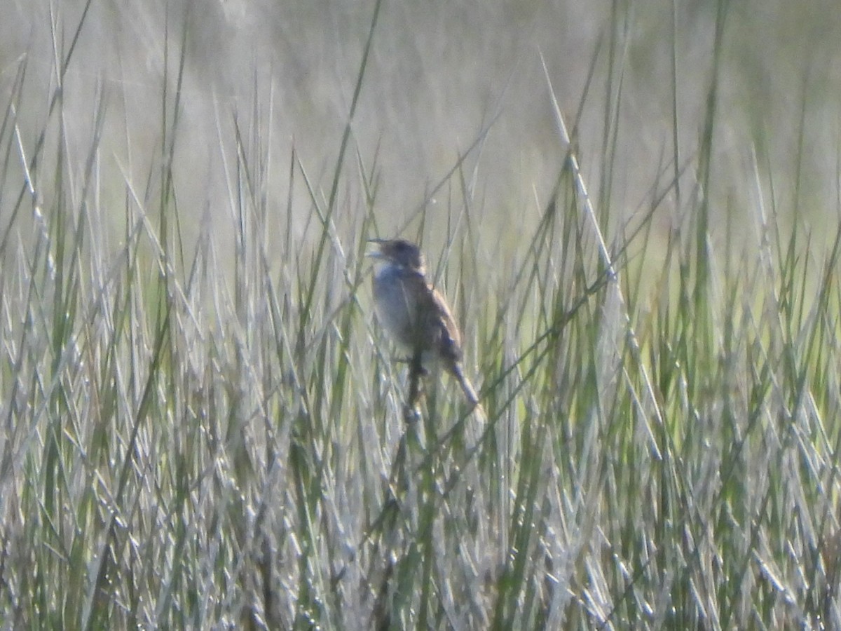 Seaside Sparrow - ML639069262