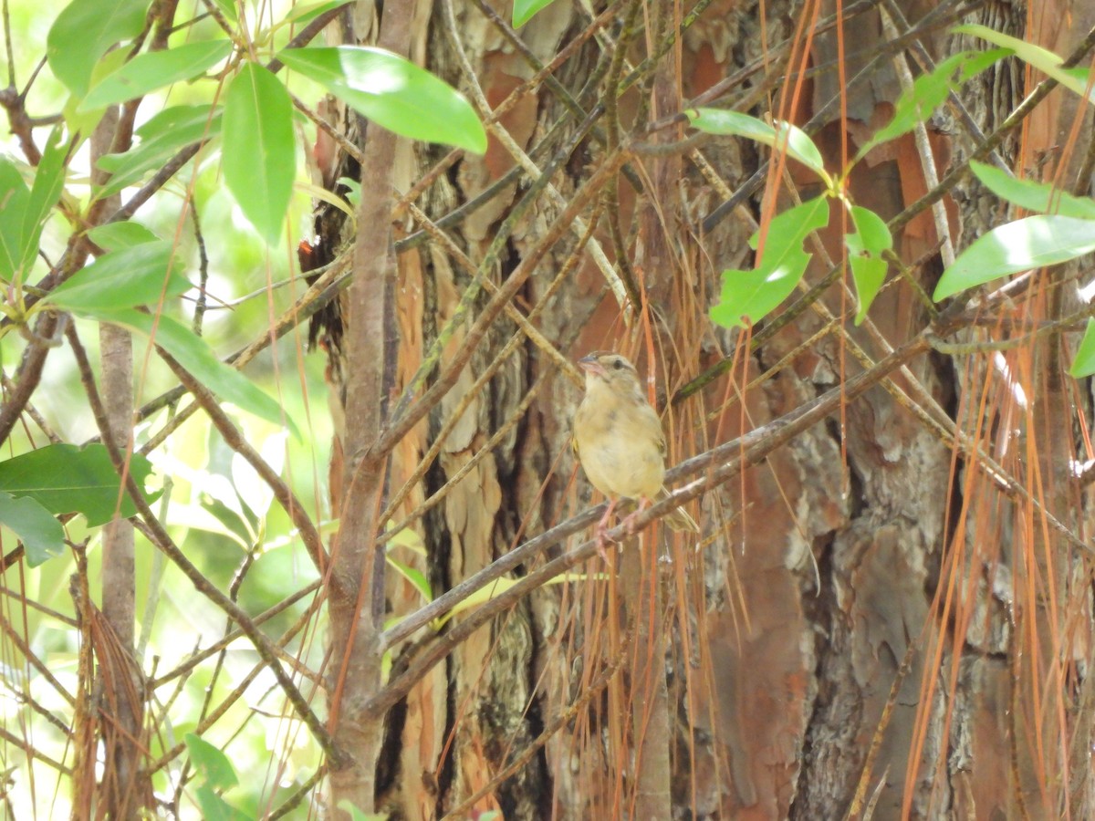 Bachman's Sparrow - ML639069312