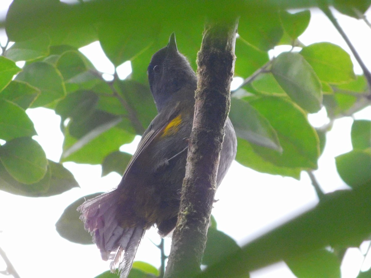 Black-and-yellow Silky-flycatcher - ML639069338