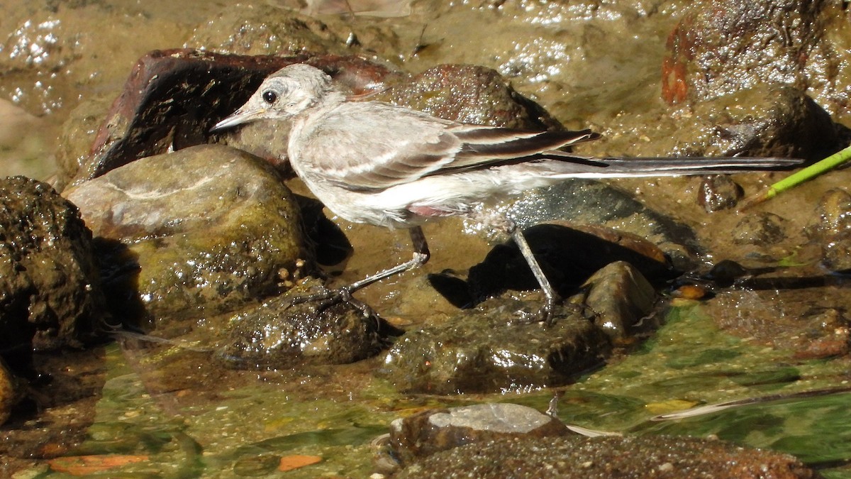 Buztanikara zuria - ML639069339