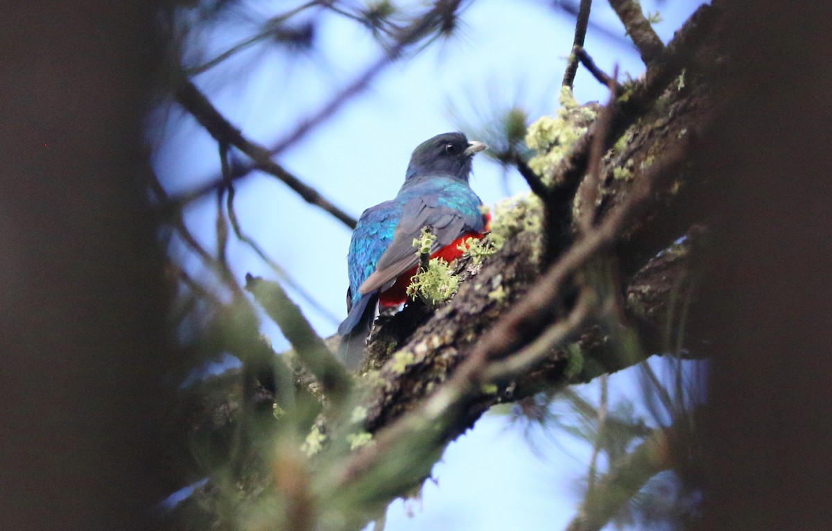 Eared Quetzal - ML639069434