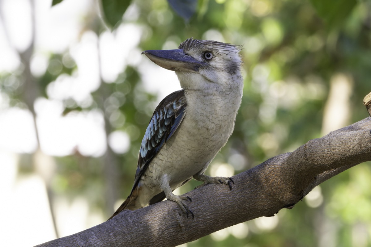 Blue-winged Kookaburra - ML639069439