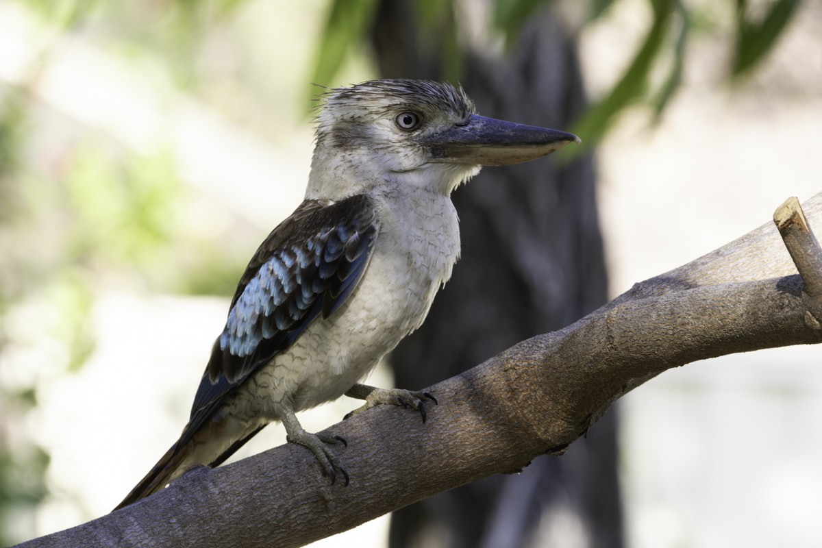 Blue-winged Kookaburra - ML639069440