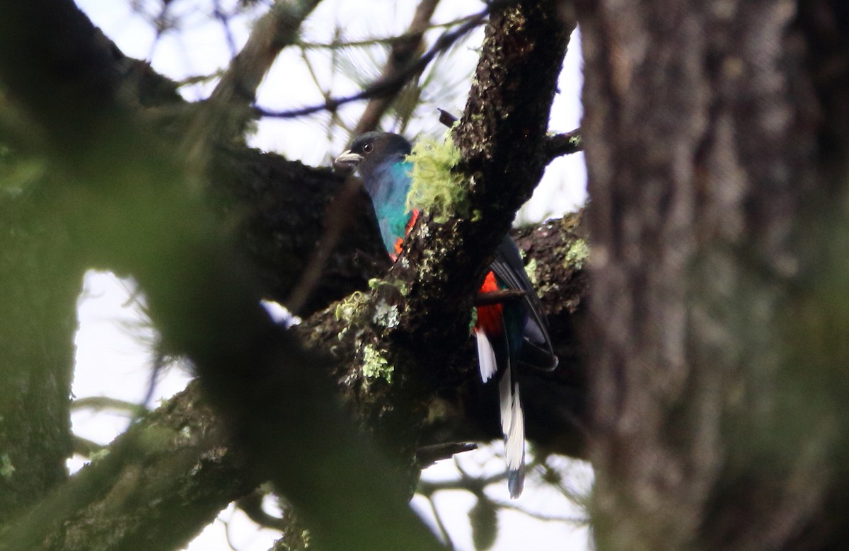 Eared Quetzal - ML639069441