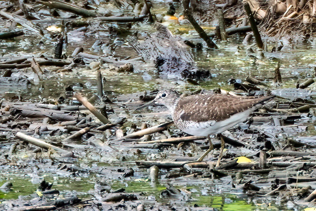 Solitary Sandpiper - ML639069458