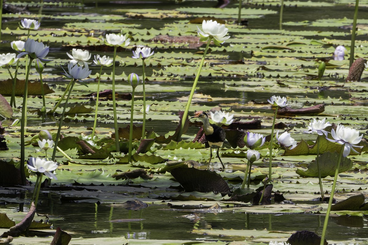 Comb-crested Jacana - ML639069546