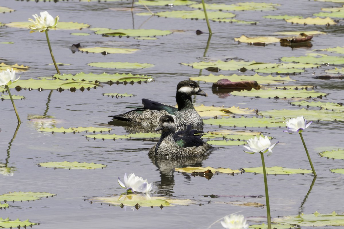 Green Pygmy-Goose - ML639069556