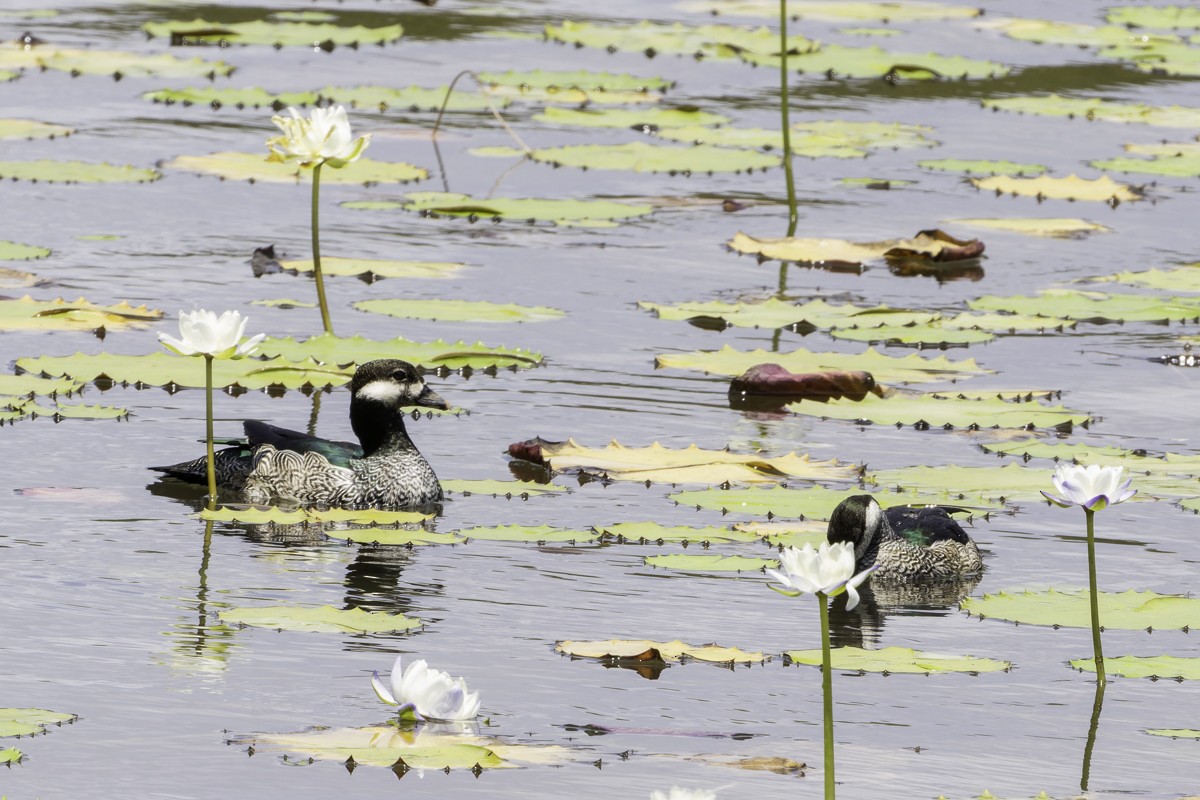 Green Pygmy-Goose - ML639069557